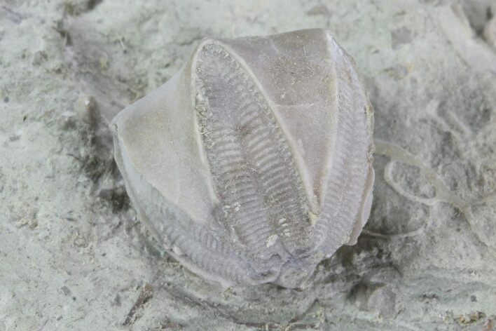 Blastoid (Pentremites) Fossil - Illinois #92227